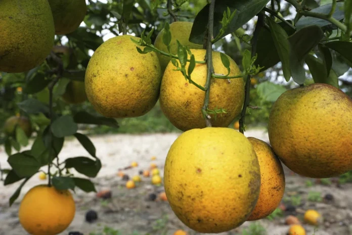 Importante productor de Florida planea construir nueva comunidad tras cerrar operaciones de cítricos