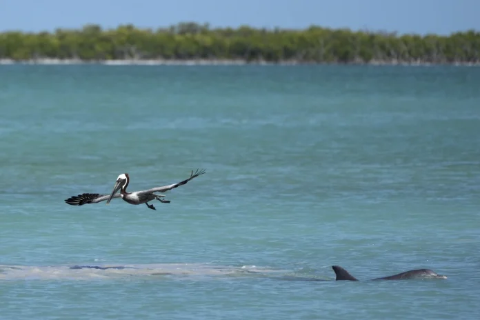 Restaurar los Everglades protegería los Cayos de Florida entre preocupaciones sobre sequías futuras