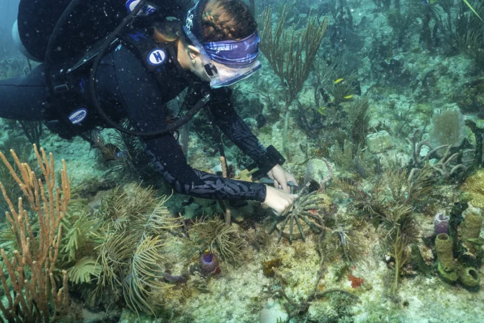 Científicos trasplantan corales híbridos para salvar arrecifes de Miami del cambio climático