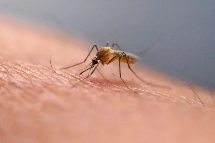Qué es el virus del chikungunya, que se transmite en EEUU por primera vez en años