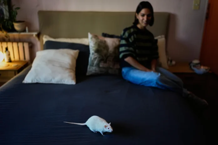 Team Ratas, la organización argentina que busca hogares para roedores de laboratorio