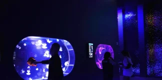 Abre en Florida un museo de medusas, un espacio dedicado solo a estos hipnóticos depredadores
