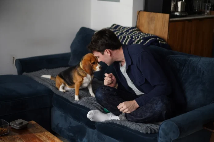 Los beagles modificados genéticamente podrían ser una opción futura para alérgicos a perros